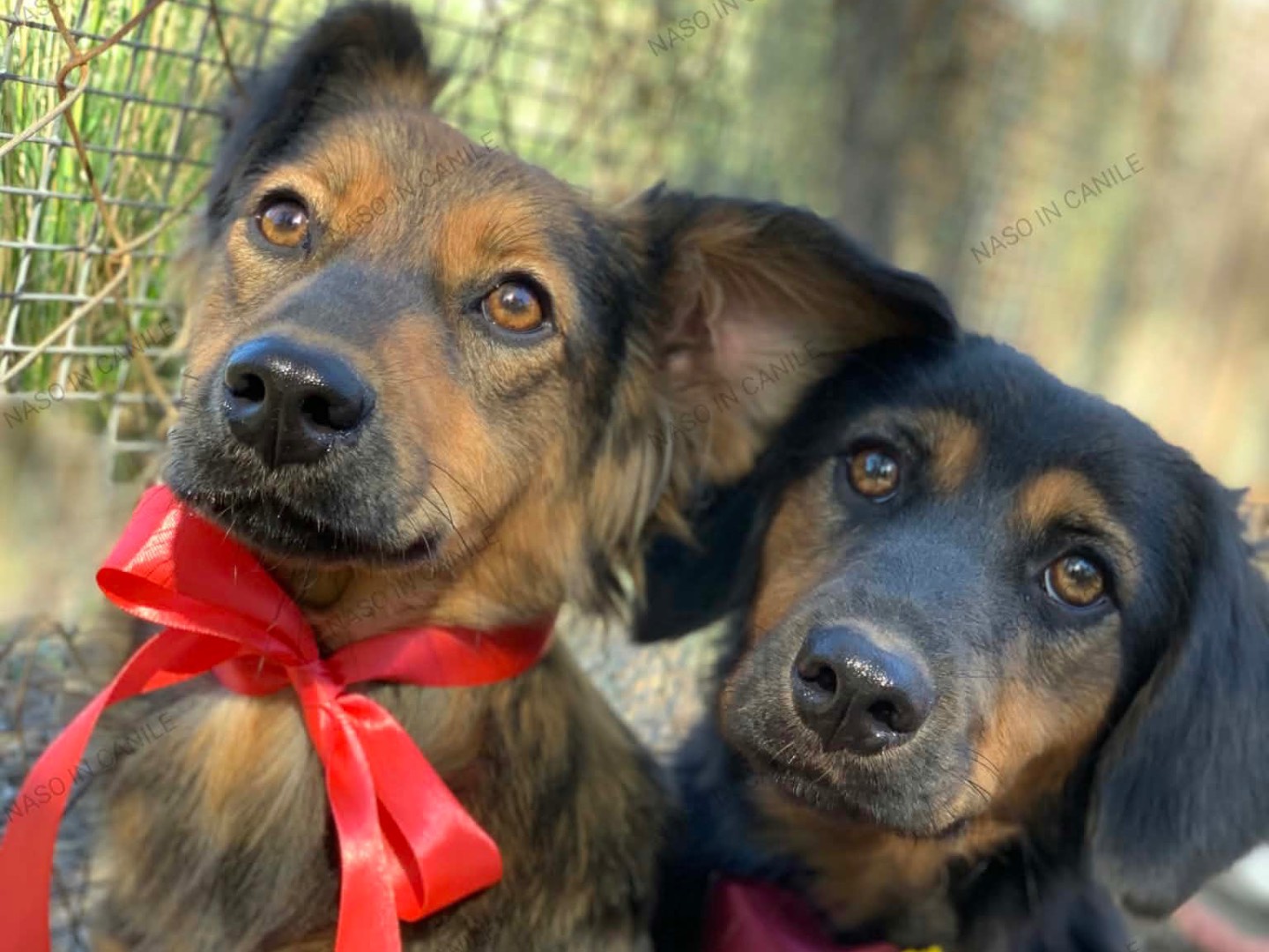 Adotta il cane July a Latina