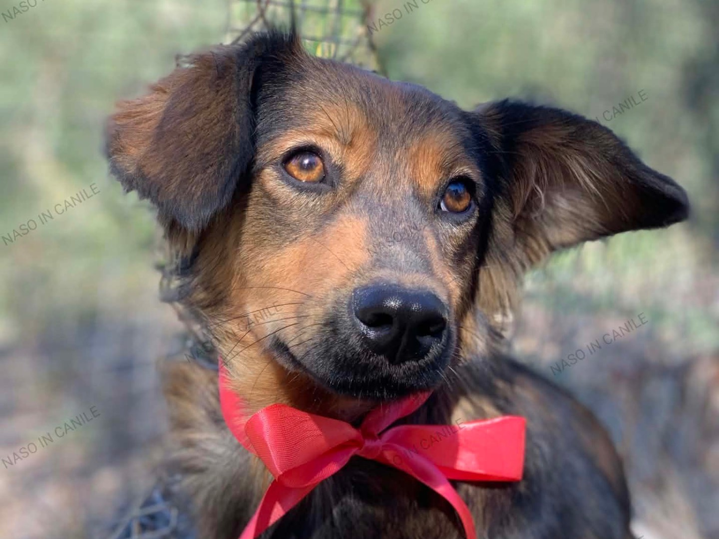 Adozione cane, femmina, Razza sconosciuta Razza sconosciuta, 1 anno e 4 mesi, taglia piccola, Latina