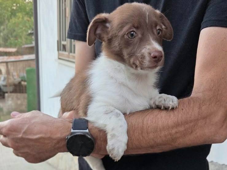 Adozione cane, femmina, Razza sconosciuta Razza sconosciuta, 2 mesi, taglia piccola, Caserta