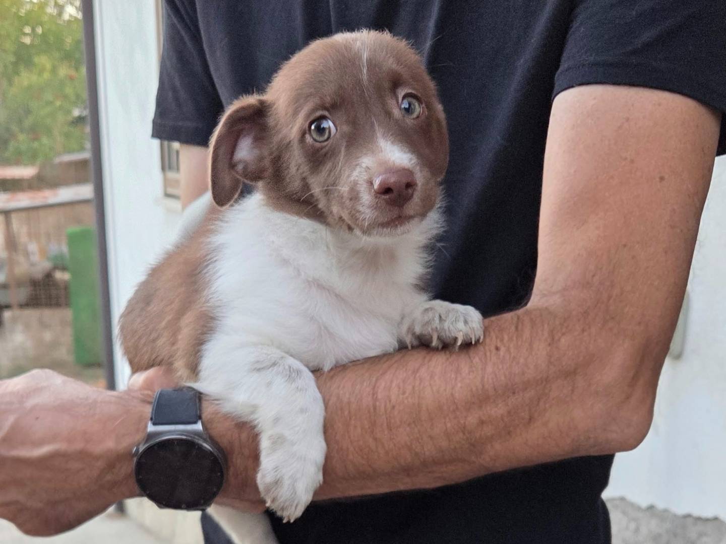 Adotta un cane, femmina, 2 mesi, Caserta
