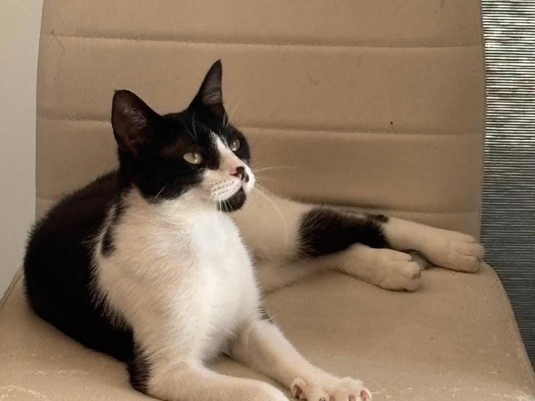 Adozione gatto, femmina, Razza sconosciuta Razza sconosciuta, 2 anni e 7 mesi, taglia non valida, Catania