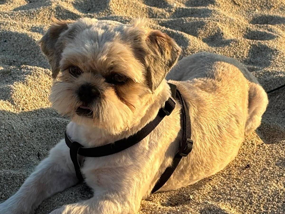 Adozione cane, maschio, Shih Tzu Razza sconosciuta, 1 anno e 4 mesi, taglia piccola, Reggio
