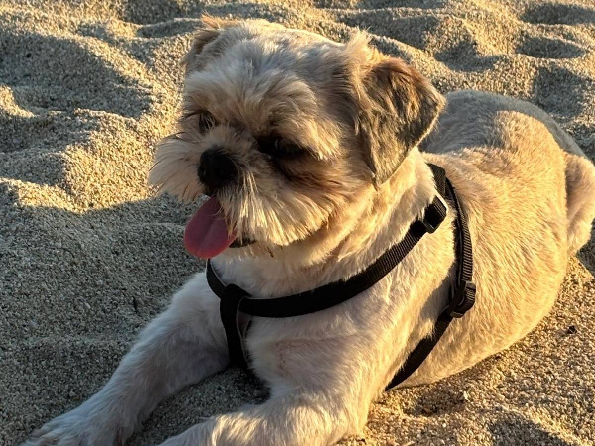Adotta un cane, maschio, 1 anno e 4 mesi, Reggio