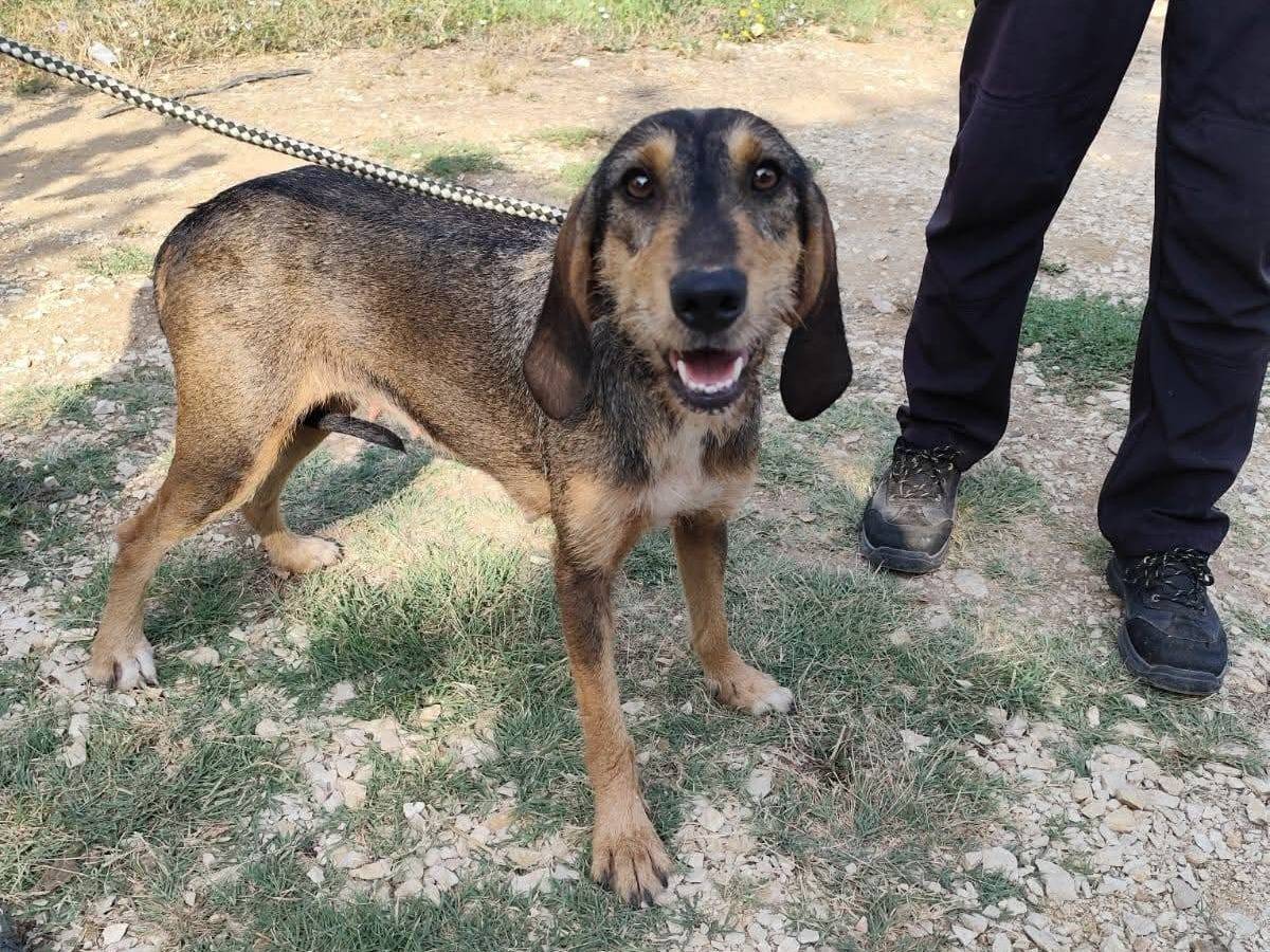 Adozione cane, femmina, Segugio Razza sconosciuta, 1 anno e 8 mesi, taglia media, Arezzo