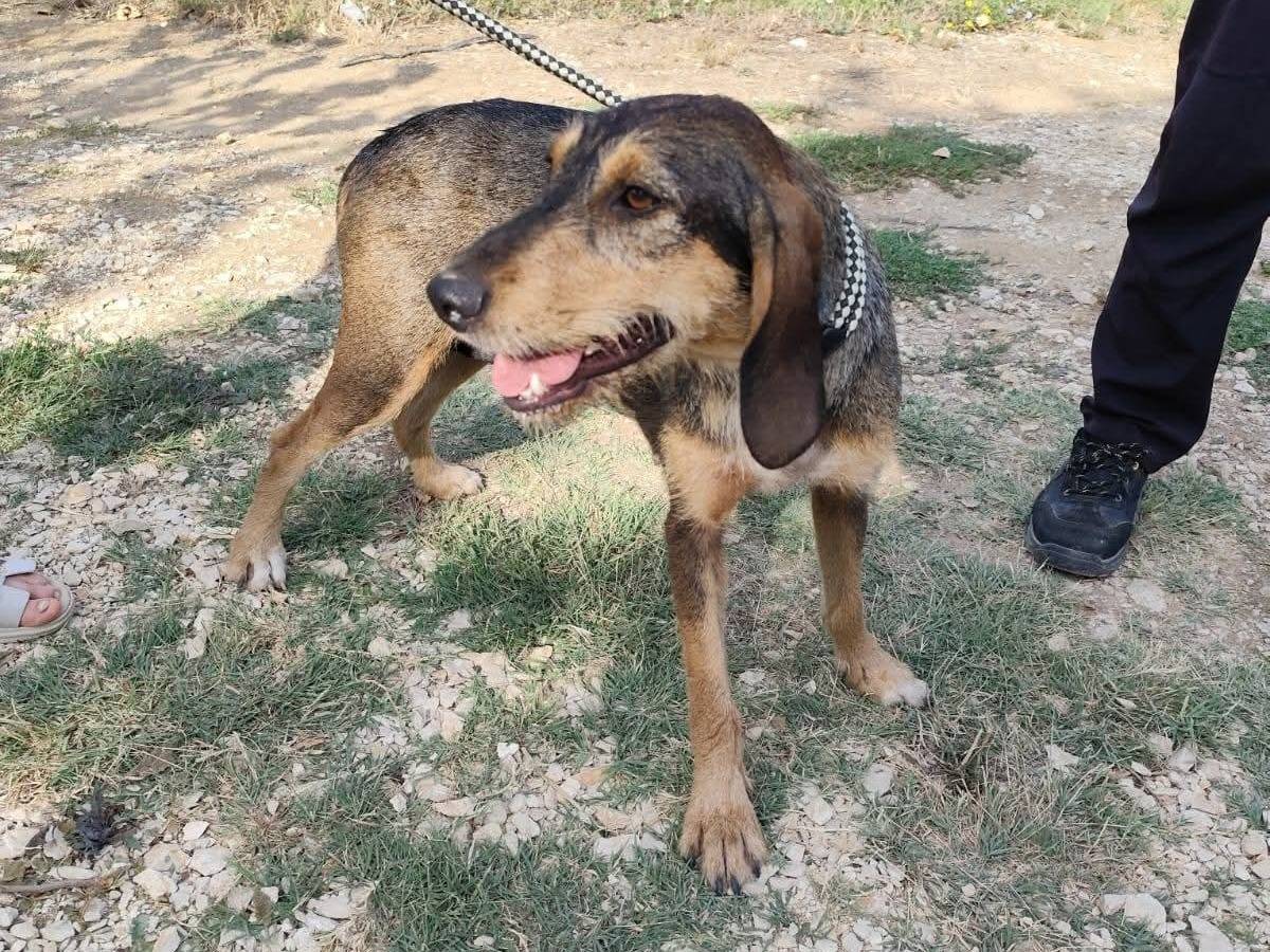 Adotta un cane, femmina, 1 anno e 8 mesi, Arezzo
