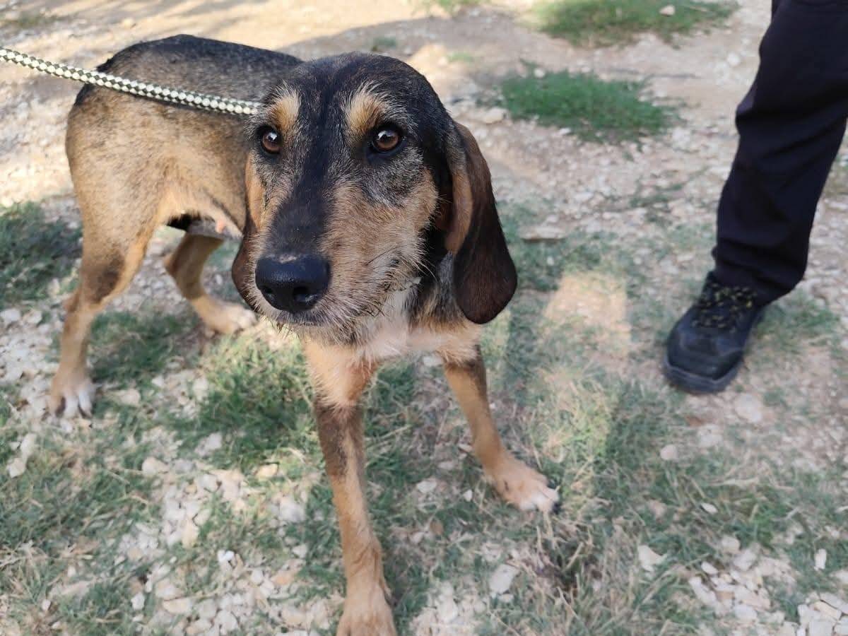 Adotta un cane, taglia media, femmina, Arezzo