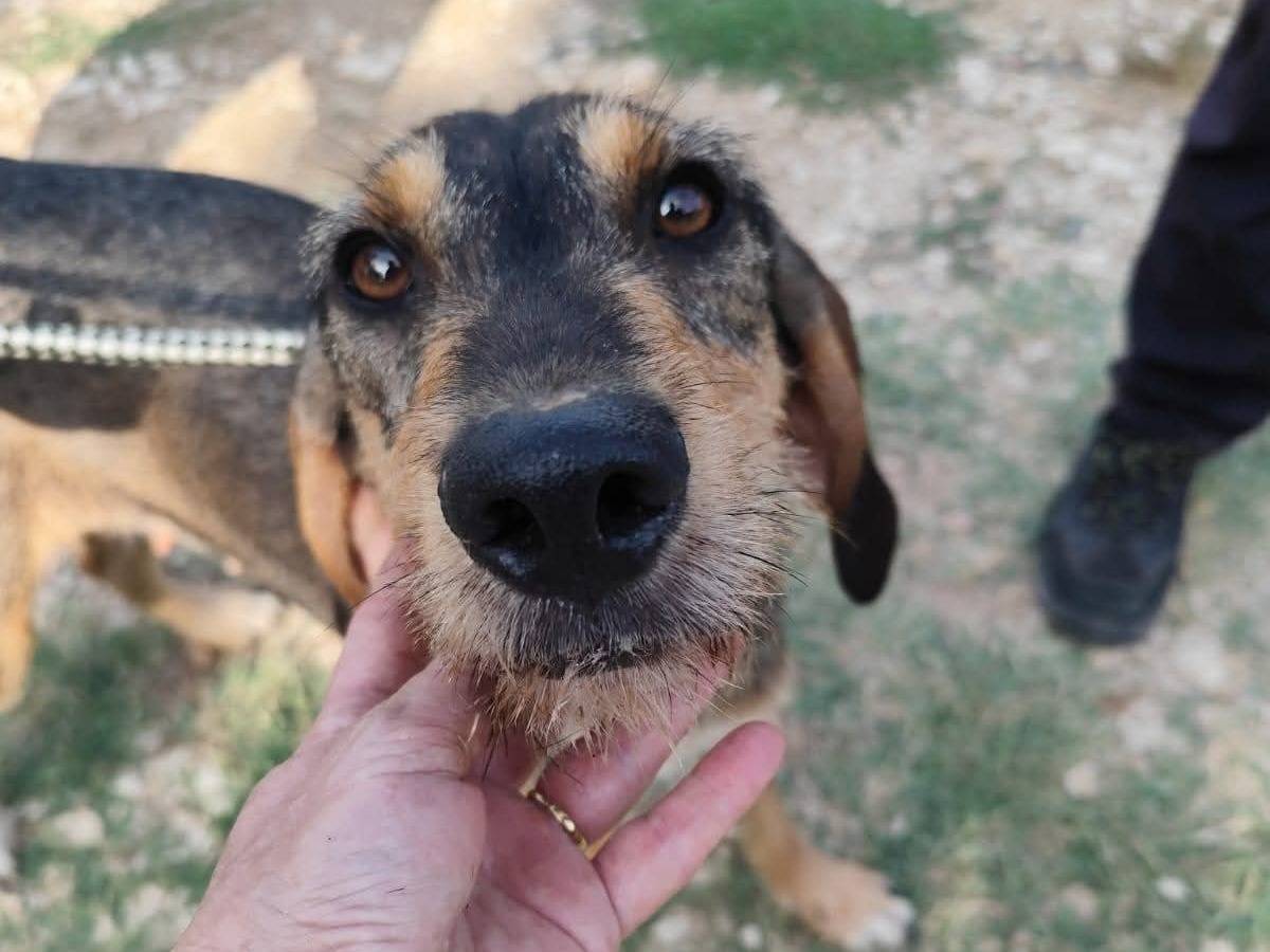 Vuoi adottare un cane a Arezzo?