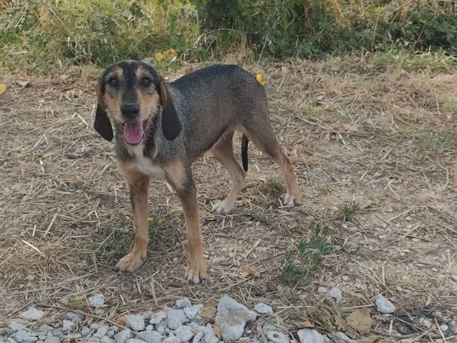 Adotta il cane ASSUNTINA a Arezzo