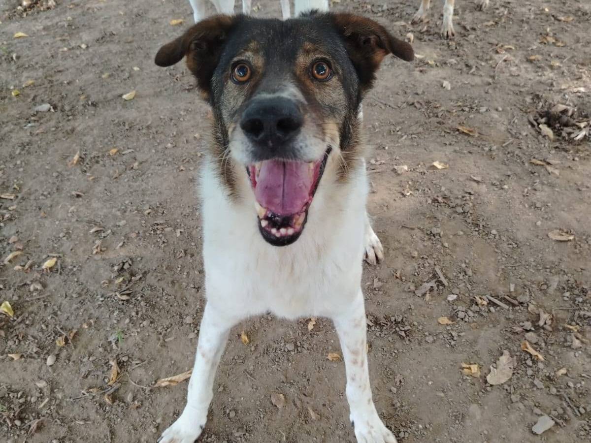 Adozione cane, maschio, Razza sconosciuta Razza sconosciuta, 6 anni e 8 mesi, taglia grande, Siracusa