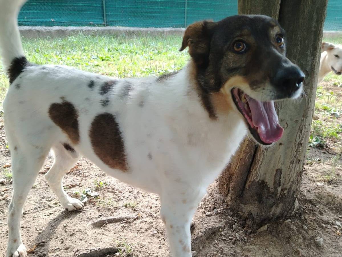 Adotta un cane, maschio, 6 anni e 8 mesi, Siracusa