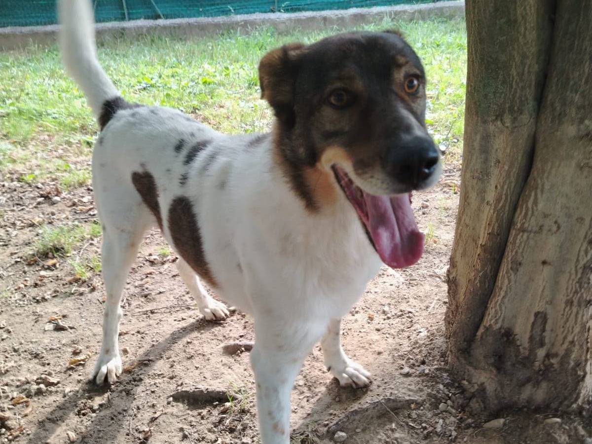 Adotta un cane, taglia grande, maschio, Siracusa