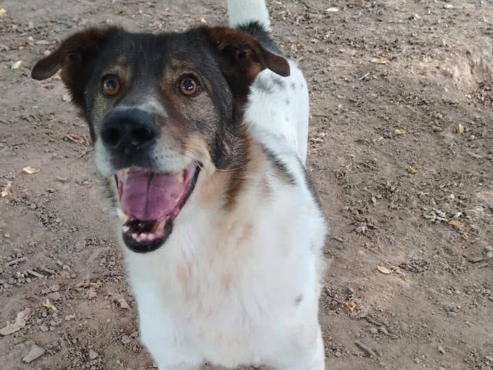 Vuoi adottare un cane a Siracusa?