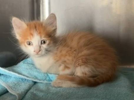 Adozione gatto, maschio, Razza sconosciuta Razza sconosciuta, 2 mesi, taglia non valida, Matera
