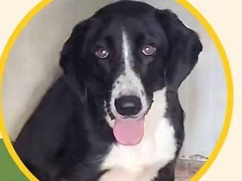 Adozione cane, maschio, Razza sconosciuta Razza sconosciuta, 3 anni, taglia media, Vibo