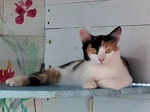Adozione gatto, femmina, Razza sconosciuta Razza sconosciuta, 5 mesi, taglia non valida, Latina
