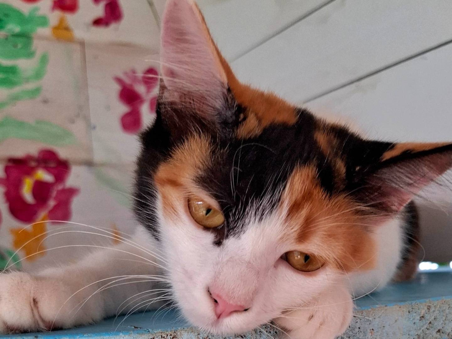 Adotta un gatto, femmina, 5 mesi, Latina
