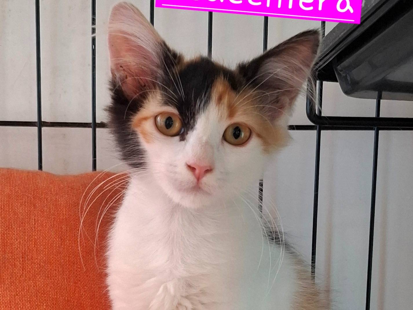 Adotta un gatto, taglia non valida, femmina, Latina