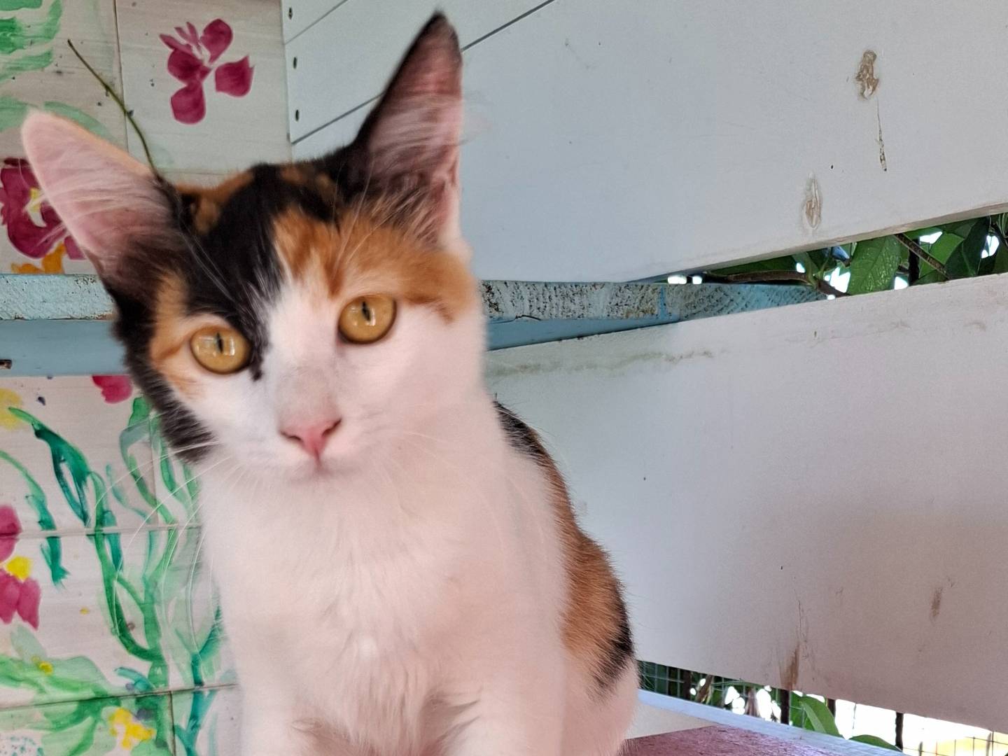 Vuoi adottare un gatto a Latina?