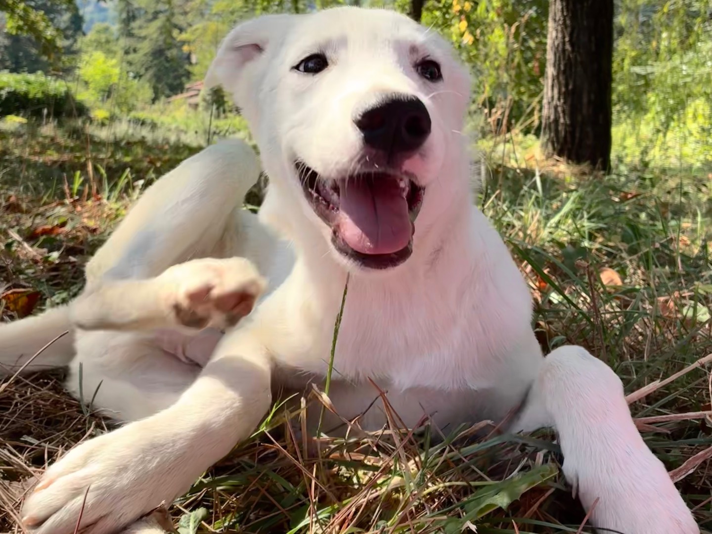 Adozione cane, maschio, Razza sconosciuta Razza sconosciuta, 4 mesi, taglia media, Bologna