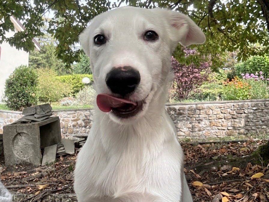Adotta un cane, maschio, 4 mesi, Bologna