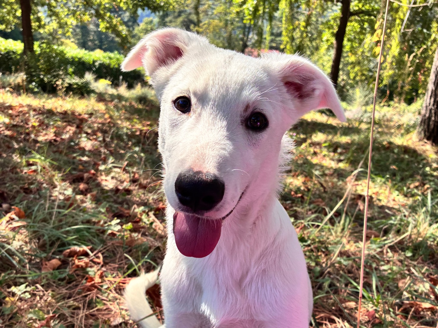 Adotta un cane, taglia media, maschio, Bologna