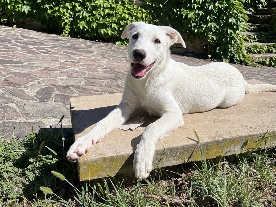 Vuoi adottare un cane a Bologna?