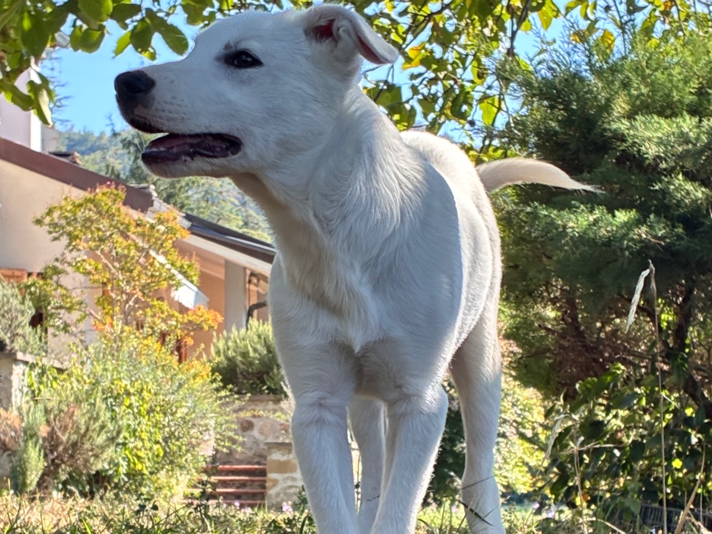 Adotta il cane Ben a Bologna