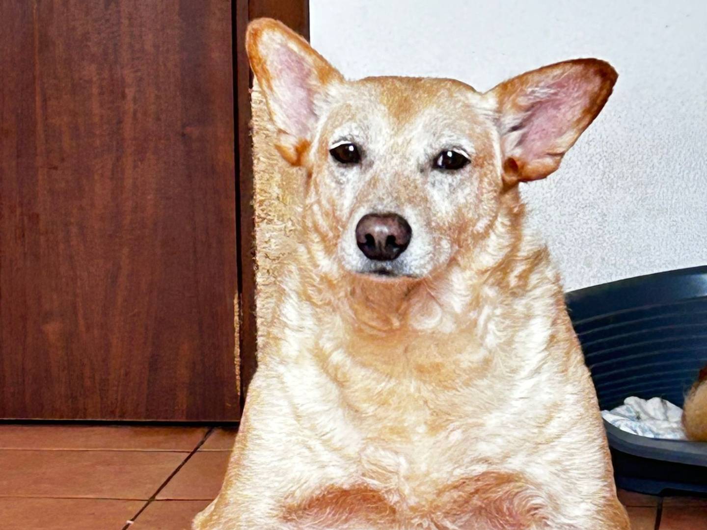 Adotta un cane, maschio, 4 anni e 8 mesi, Trapani