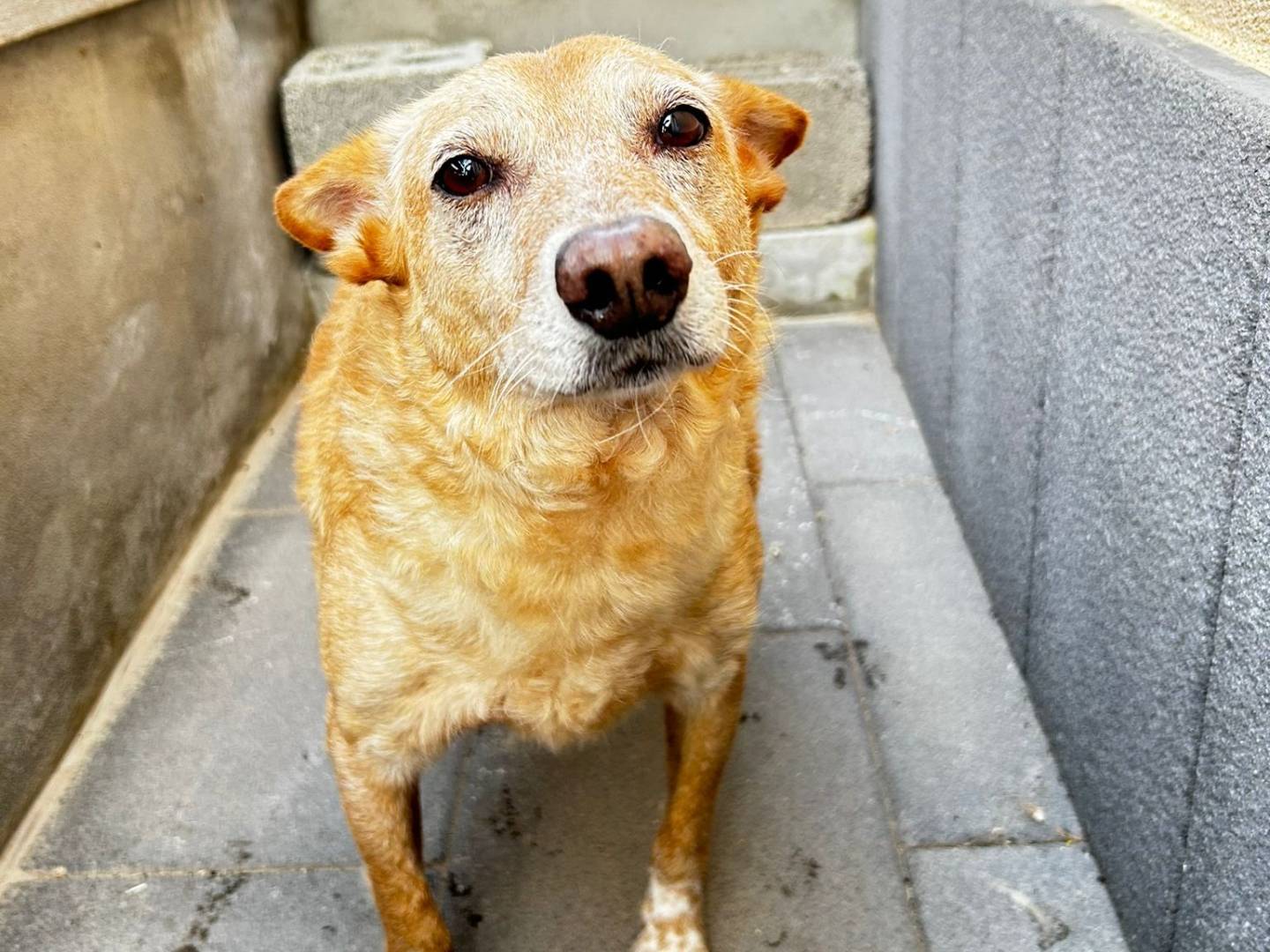 Adotta un cane, taglia media contenuta, maschio, Trapani