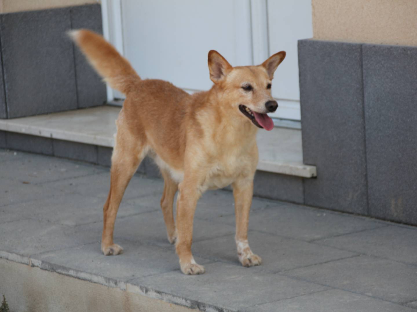 Adozione cane, maschio, Razza sconosciuta Razza sconosciuta, 4 anni e 8 mesi, taglia media contenuta, Trapani