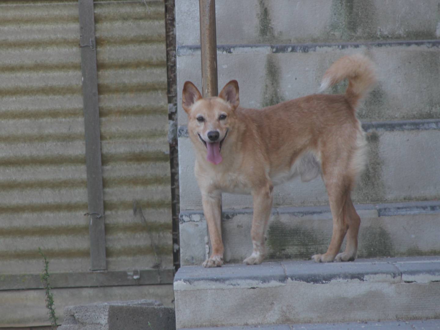 Vuoi adottare un cane a Trapani?