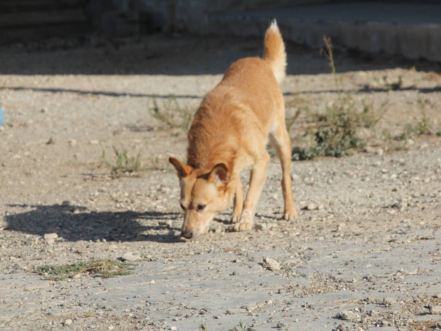 Adotta il cane Matteo a Trapani