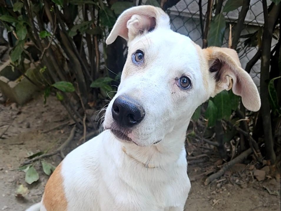 Adozione cane, maschio, Razza sconosciuta Razza sconosciuta, 5 mesi, taglia piccola, Pavia