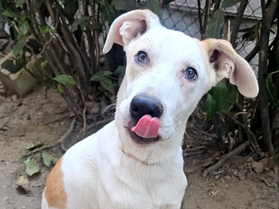 Adotta un cane, maschio, 5 mesi, Pavia