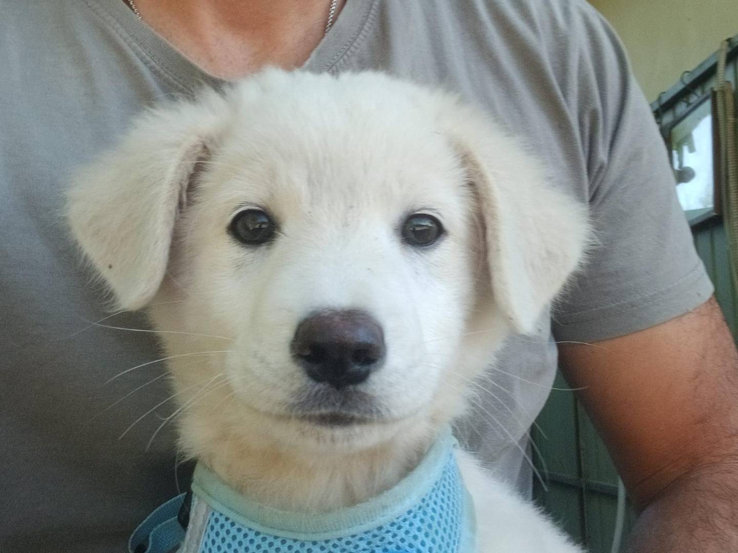 Adotta un cane, maschio, 3 mesi, Como