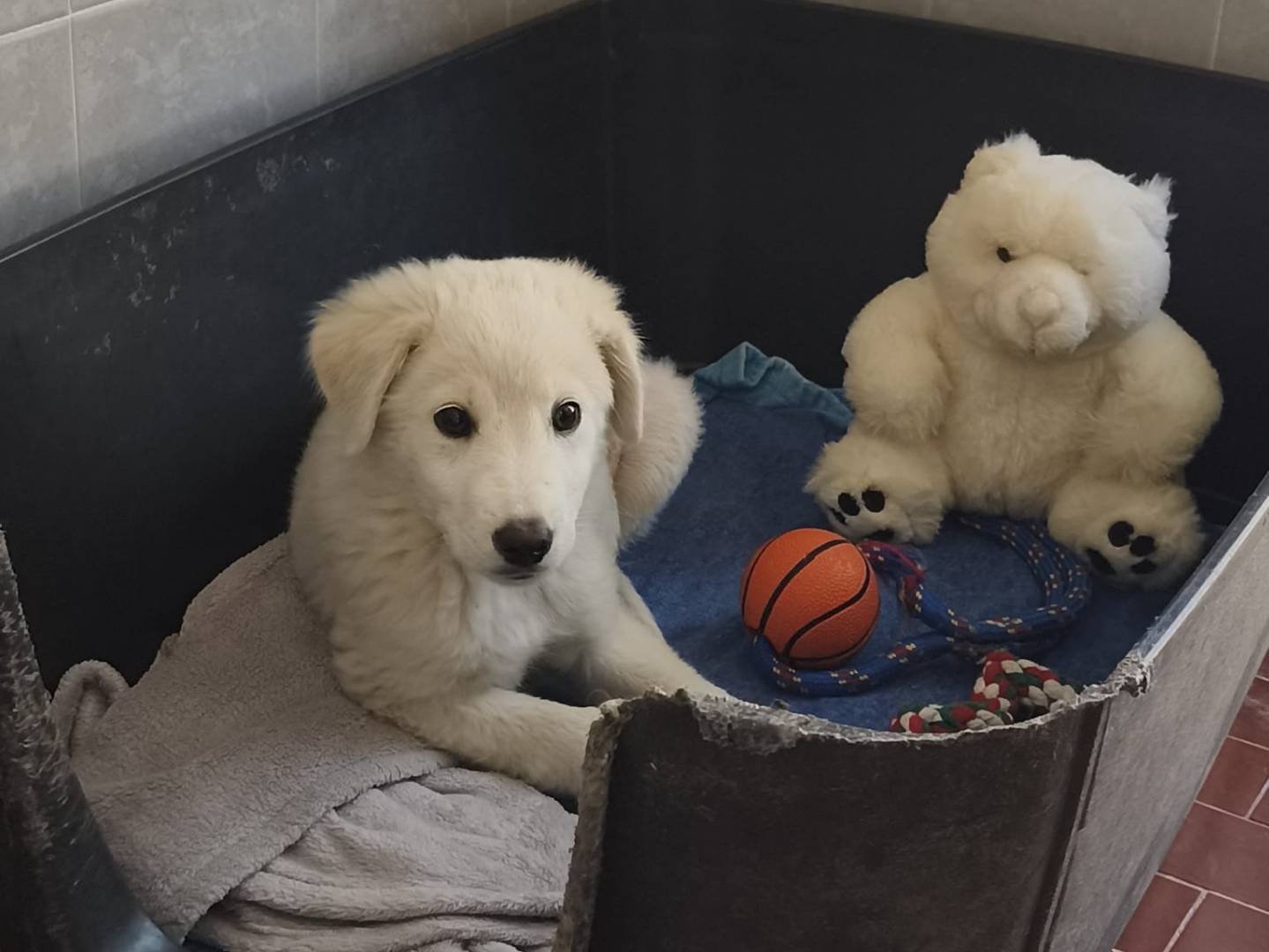 Adozione cane, maschio, Razza sconosciuta Razza sconosciuta, 3 mesi, taglia media, Como