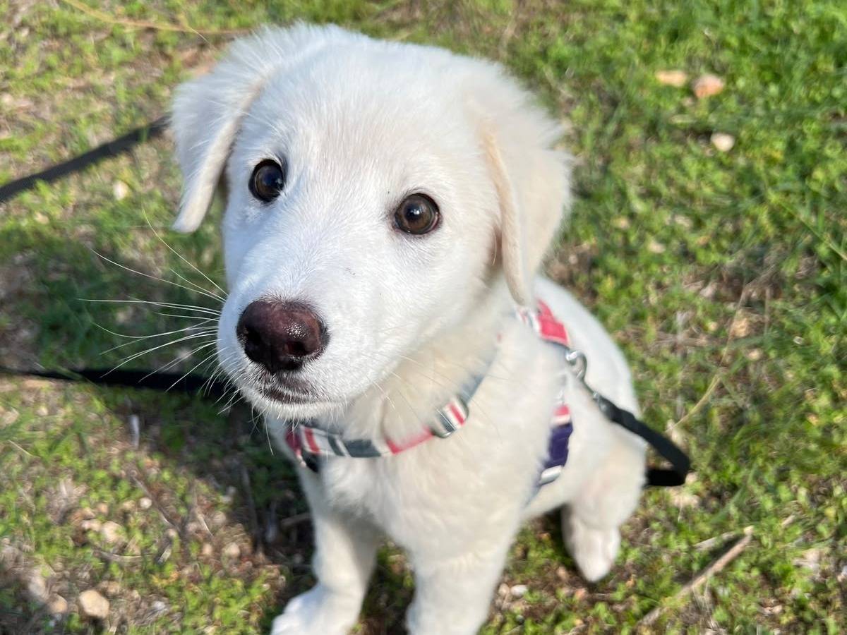 Adotta un cane, taglia media, maschio, Como