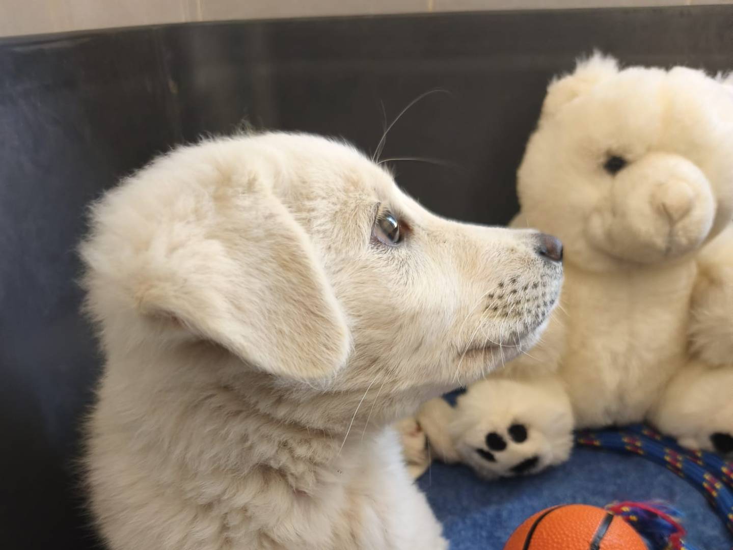 Vuoi adottare un cane a Como?