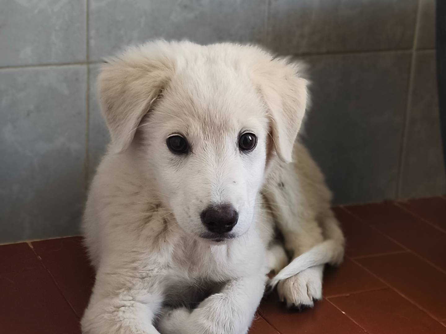 Adozione cane, maschio, Razza sconosciuta Razza sconosciuta, 2 mesi, taglia media, Bari