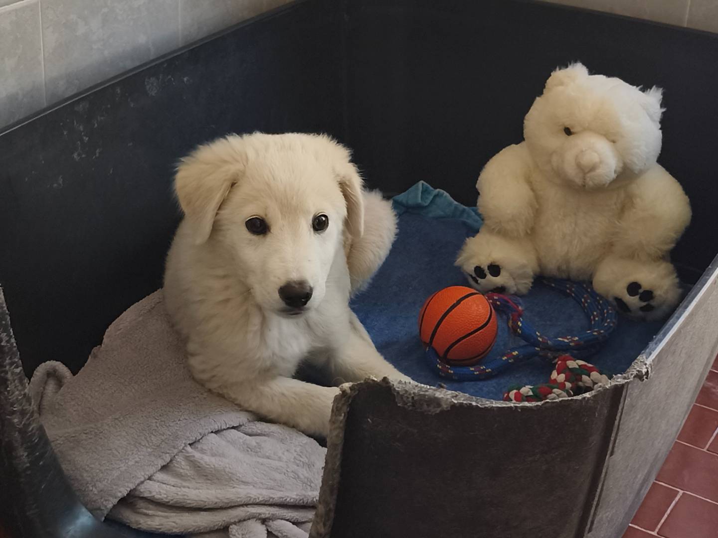 Adotta un cane, maschio, 2 mesi, Bari