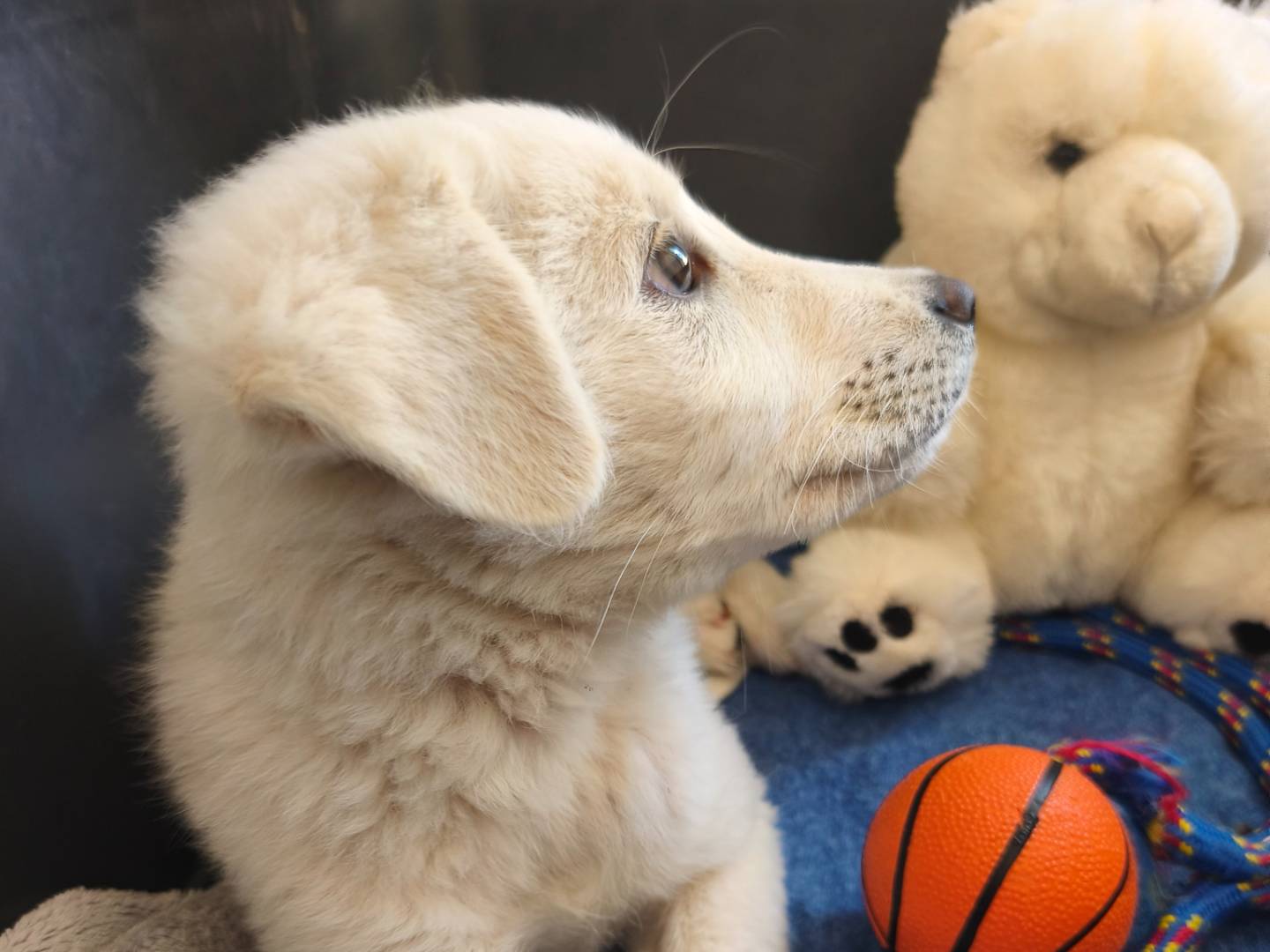 Adotta un cane, taglia media, maschio, Bari