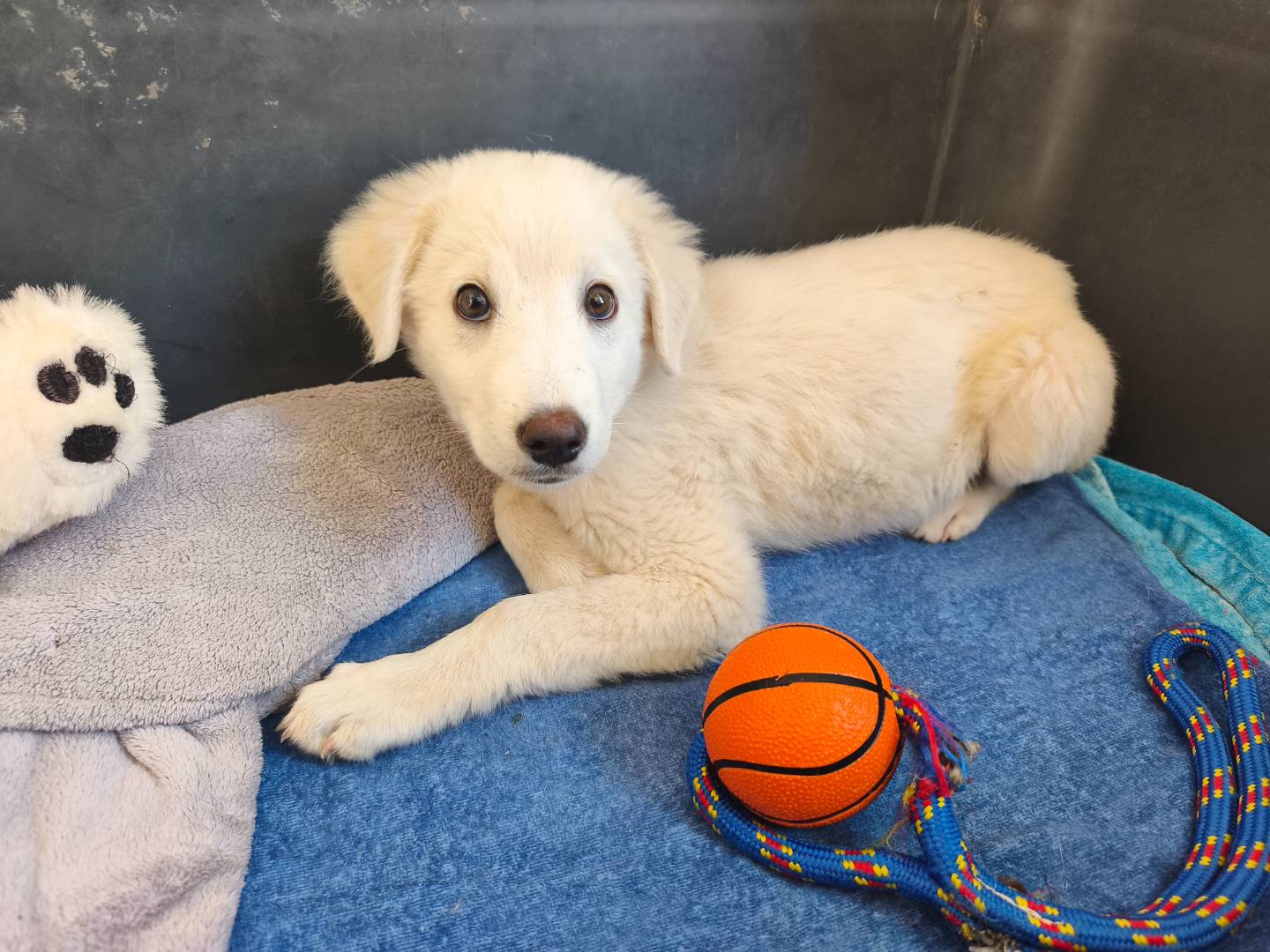 Vuoi adottare un cane a Bari?