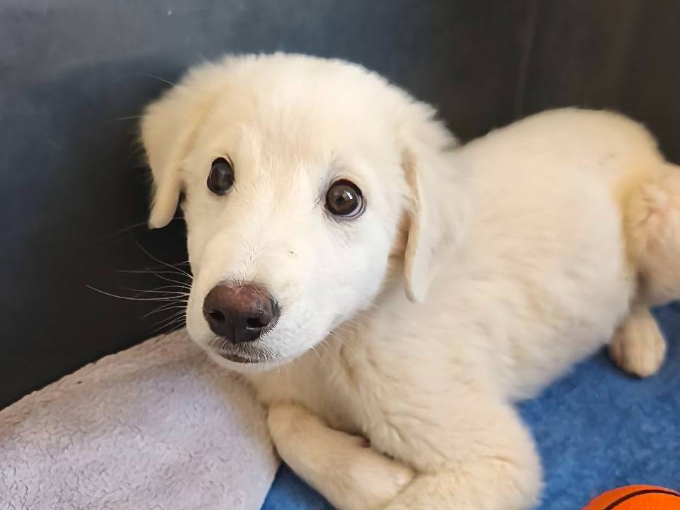 Adotta il cane Romolo  a Bari