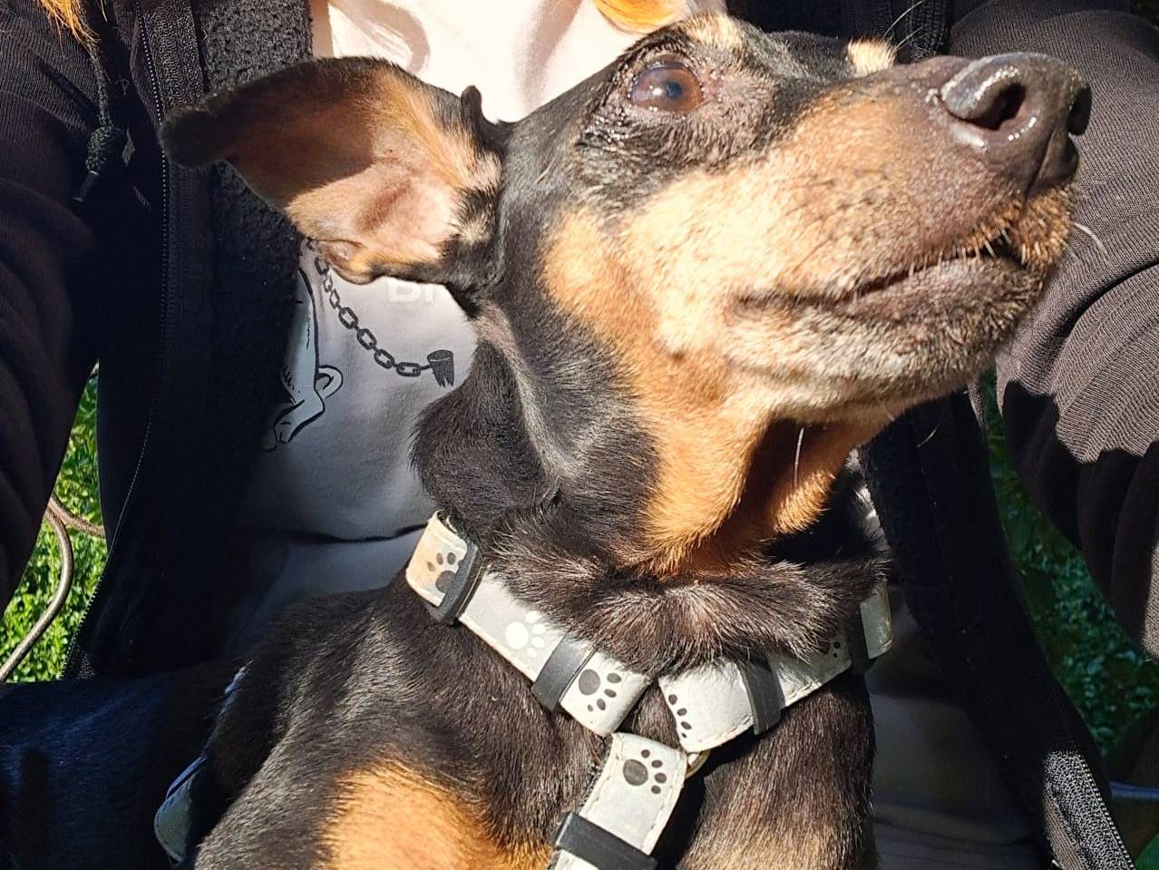Adozione cane, maschio, Pinscher Razza sconosciuta, 9 anni e 9 mesi, taglia piccola, Como
