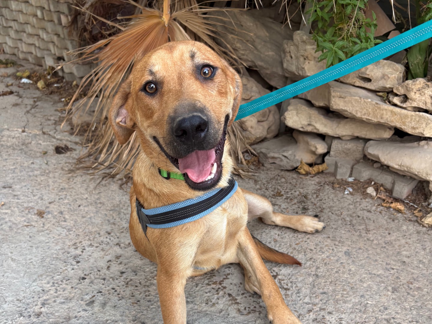 Adotta un cane, maschio, 10 mesi, Ferrara