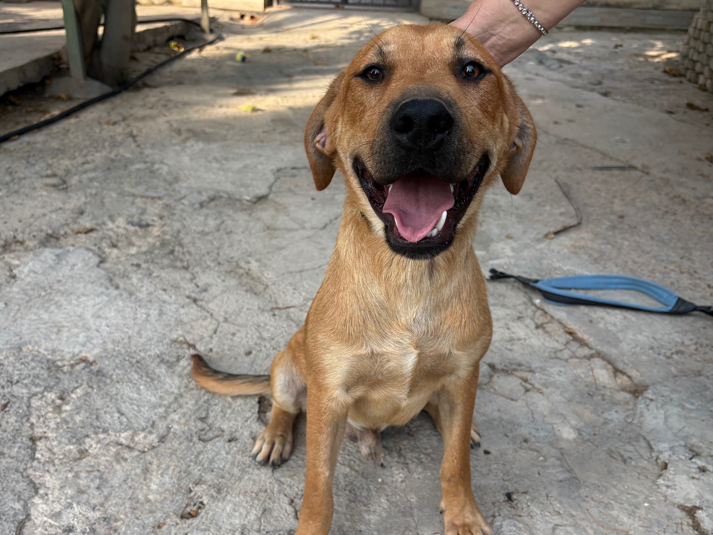 Adotta un cane, taglia media, maschio, Ferrara