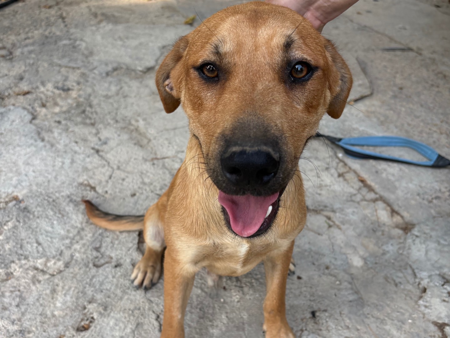 Vuoi adottare un cane a Ferrara?