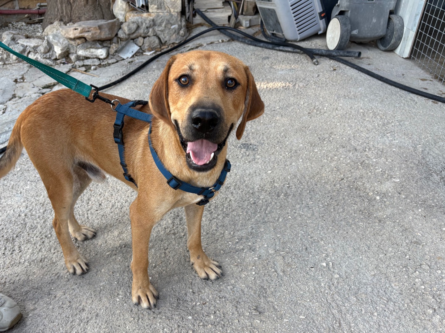 Adozione cane, maschio, Razza sconosciuta Razza sconosciuta, 10 mesi, taglia media, Ferrara