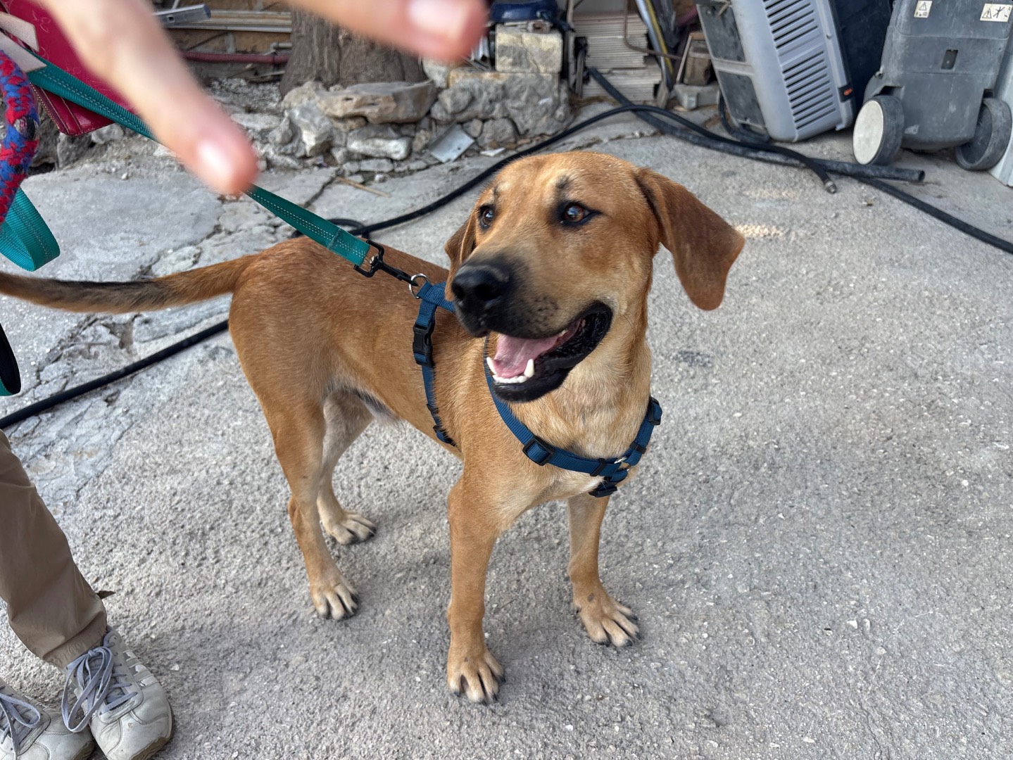 Adotta il cane Athos a Ferrara