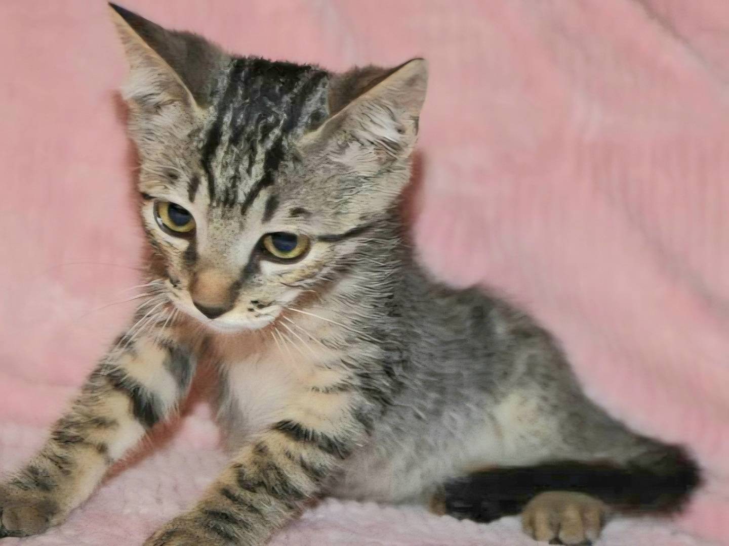 Adotta un gatto, maschio, 2 mesi, Cuneo